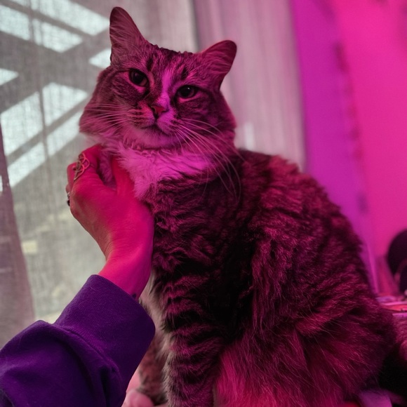 Meet your Posher, Brea!✨ - Picture 8 of 11